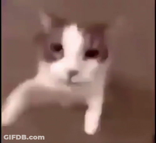 A Close Up Of A Cat 'S Face In A Blurry Photo . GIF