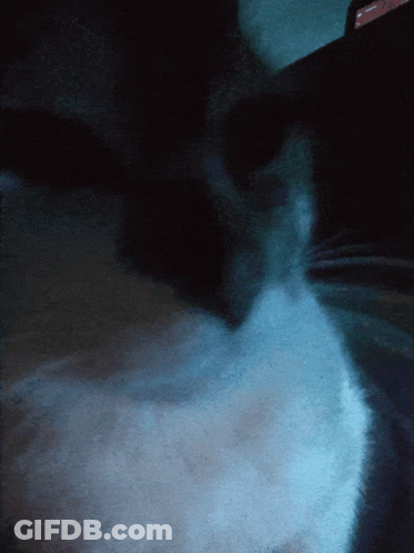 A Close Up Of A Cat 'S Face In A Dark Room With A Phone In The Background GIF