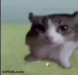 A Close Up Of A Cat 'S Face In A Field . GIF