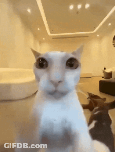 A Close Up Of A Cat 'S Face In A Living Room GIF
