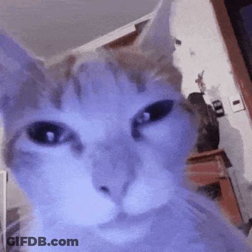 A Close Up Of A Cat 'S Face In A Living Room . GIF