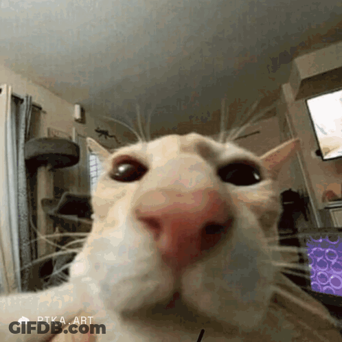 A Close Up Of A Cat 'S Face In A Living Room Taken By Pika Art GIF
