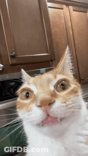 A Close Up Of A Cat 'S Face In Front Of A Microwave That Says 10:08 GIF