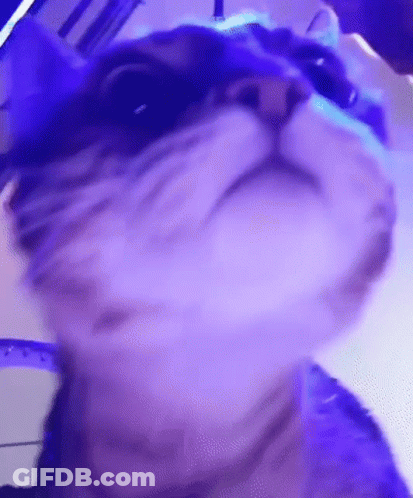 A Close Up Of A Cat 'S Face In Front Of A Purple Light . GIF