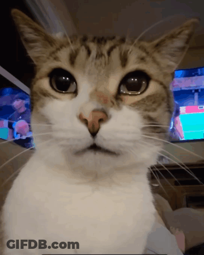A Close Up Of A Cat 'S Face In Front Of A TV GIF