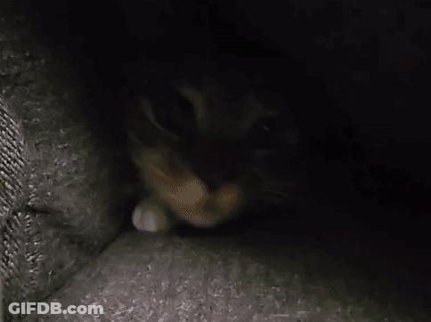 A Close Up Of A Cat 'S Face In The Dark GIF