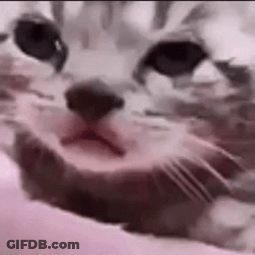 A Close Up Of A Cat 'S Face Laying On A Bed . GIF