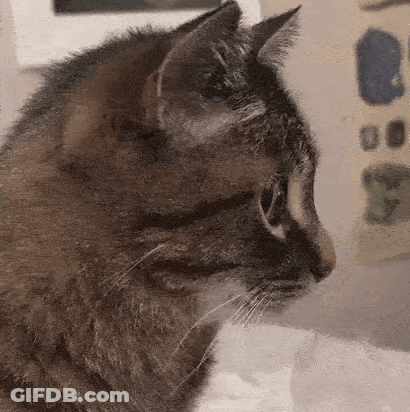 A Close Up Of A Cat 'S Face Looking At Something . GIF