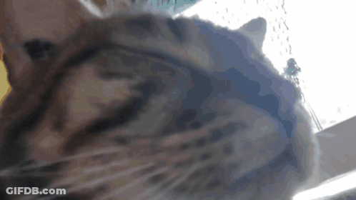A Close Up Of A Cat 'S Face Looking At The Camera GIF