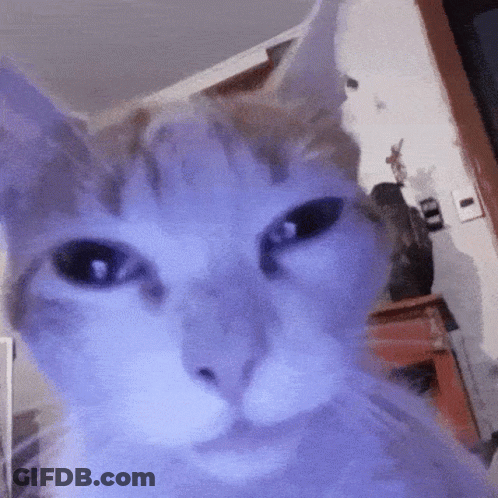 A Close Up Of A Cat 'S Face Looking At The Camera GIF