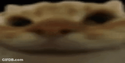 Close Up Of Cat Face Looking At Camera GIF
