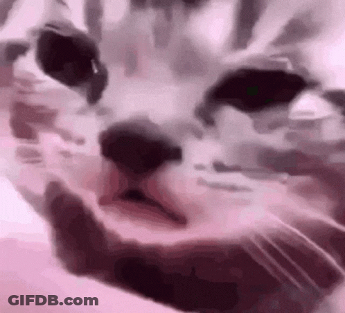 Close Up Of Cat's Face Looking At Camera GIF