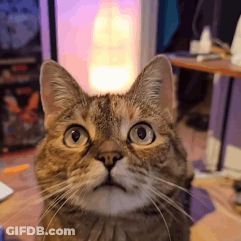 A Close Up Of A Cat 'S Face Looking At The Camera GIF