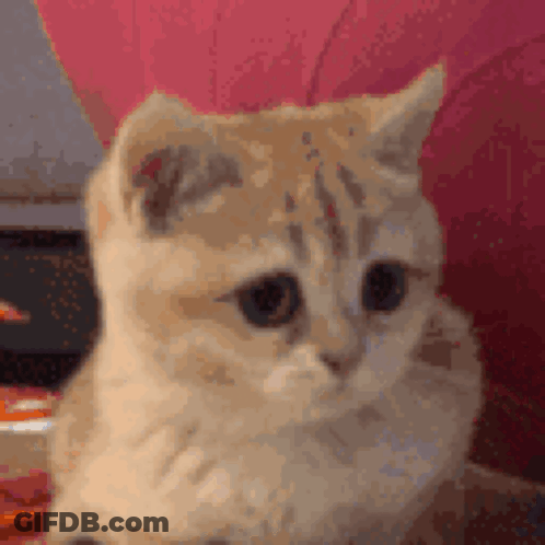A Close Up Of A Cat 'S Face Looking At The Camera GIF