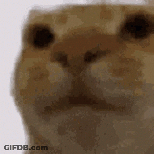 A Close Up Of A Cat 'S Face Looking At The Camera . GIF