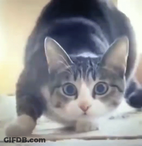 A Close Up Of A Cat 'S Face Looking At The Camera GIF