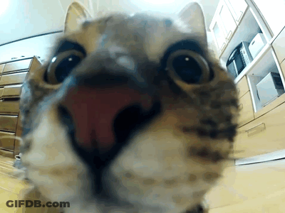 A Close Up Of A Cat 'S Face Looking At The Camera GIF