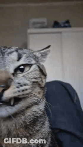 A Close Up Of A Cat 'S Face Looking At The Camera GIF