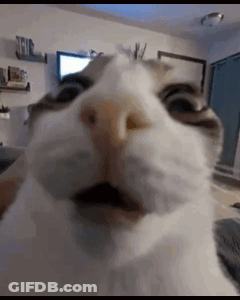 A Close Up Of A Cat 'S Face Looking At The Camera . GIF