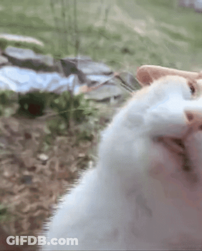 A Close Up Of A Cat 'S Face Looking At The Camera GIF