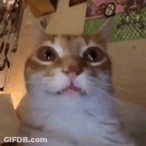 A Close Up Of A Cat 'S Face Looking At The Camera . GIF