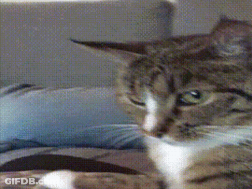 A Close Up Of A Cat 'S Face Looking At The Camera GIF