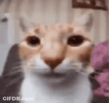 A Close Up Of A Cat 'S Face Looking At The Camera In A Blurry Photo . GIF