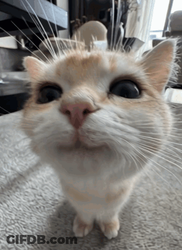 A Close Up Of A Cat 'S Face Looking At The Camera GIF