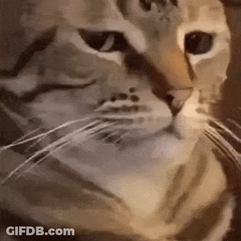 A Close Up Of A Cat 'S Face Looking At The Camera GIF