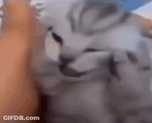 A Close Up Of A Cat 'S Face Looking At The Camera GIF