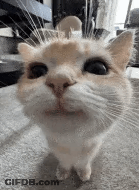 A Close Up Of A Cat 'S Face Looking At The Camera On A Carpet . GIF