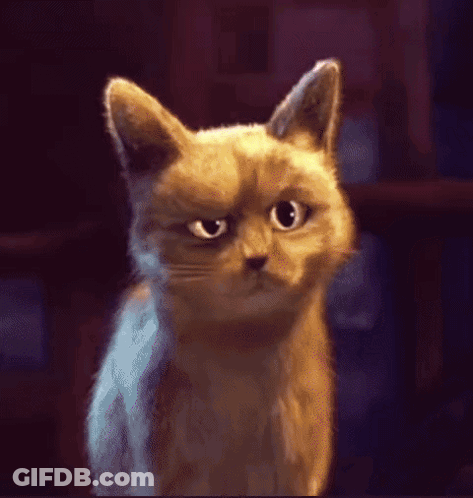 A Close Up Of A Cat 'S Face Looking At The Camera GIF