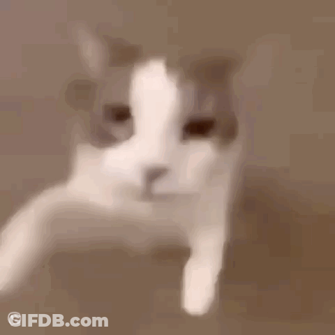 A Close Up Of A Cat 'S Face Looking At The Camera With A Blurred Background . GIF
