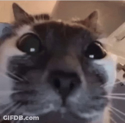 A Close Up Of A Cat 'S Face Looking At The Camera With A Blurred Background . GIF