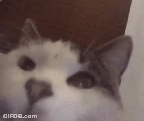 A Close Up Of A Cat 'S Face Looking At The Camera With A Blurred Background . GIF
