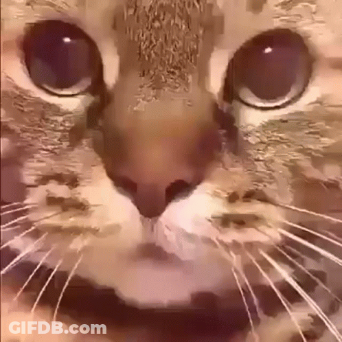 A Close Up Of A Cat 'S Face Looking At The Camera With A Blurred Background . GIF