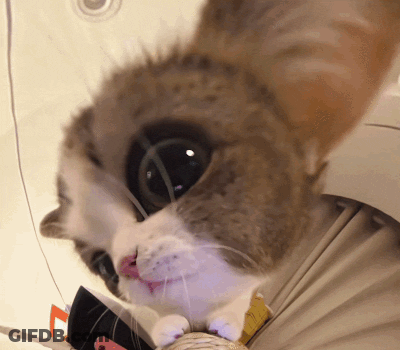 A Close Up Of A Cat 'S Face Looking At The Camera With A Blurred Background GIF