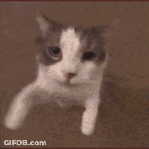 A Close Up Of A Cat 'S Face Looking At The Camera With A Blurred Background . GIF