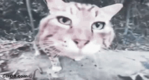 A Close Up Of A Cat 'S Face Looking At The Camera With A Blurry Background . GIF