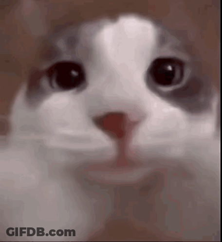 A Close Up Of A Cat 'S Face Looking At The Camera With A Blurry Background . GIF