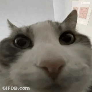 A Close Up Of A Cat 'S Face Looking At The Camera With A Serious Look On Its Face . GIF