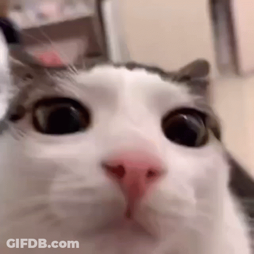 A Close Up Of A Cat 'S Face Looking At The Camera With A Surprised Look On Its Face . GIF