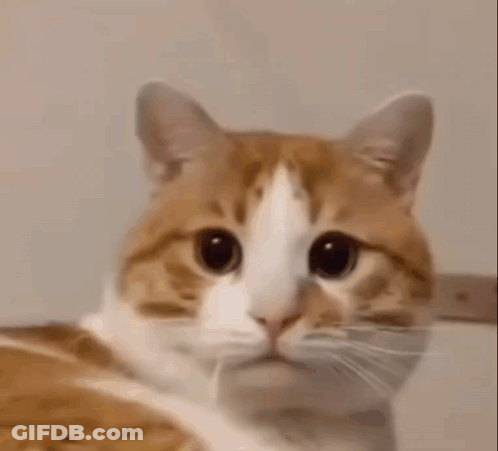 A Close Up Of A Cat 'S Face Looking At The Camera With A Surprised Look On Its Face . GIF