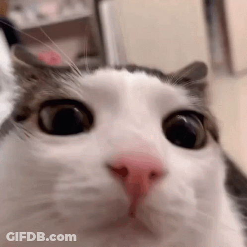 A Close Up Of A Cat 'S Face Looking At The Camera With A Surprised Look On Its Face . GIF