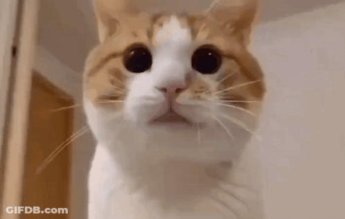 A Close Up Of A Cat 'S Face Looking At The Camera With A Surprised Look On Its Face . GIF