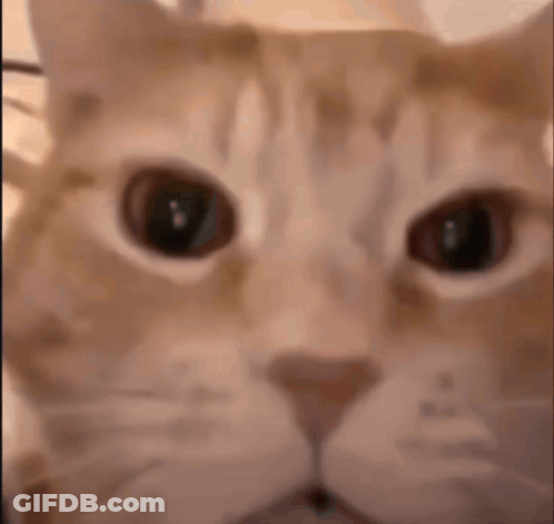 A Close Up Of A Cat 'S Face Looking At The Camera With Big Eyes . GIF