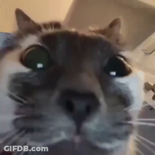 A Close Up Of A Cat 'S Face Looking At The Camera With Green Eyes . GIF