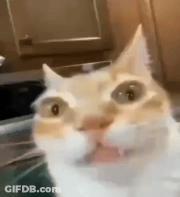 A Close Up Of A Cat 'S Face Looking At The Camera With Its Mouth Open . GIF