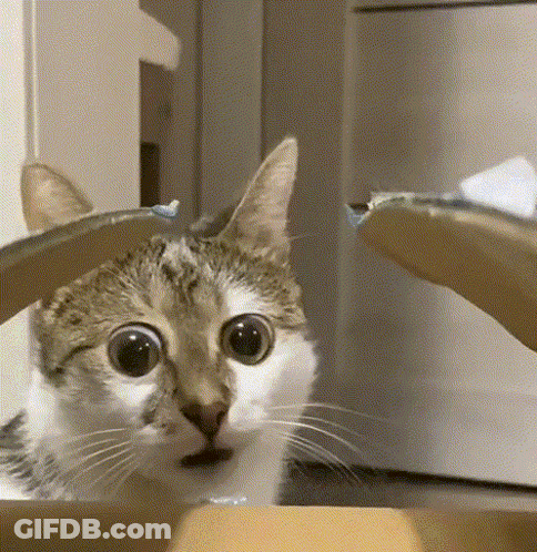 A Close Up Of A Cat 'S Face Looking Out Of A Box . GIF