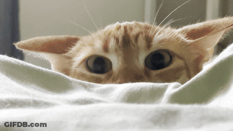 A Close Up Of A Cat 'S Face Looking Over A White Blanket GIF